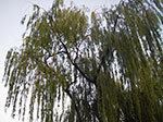 IMGP1031.jpg