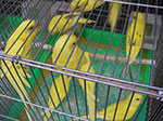 IMGP2338.jpg