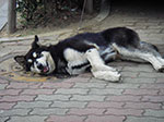 IMGP2351.jpg