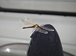 IMGP3232.jpg