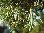 IMGP3649.jpg