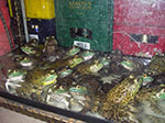 IMGP6433.jpg