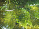 IMGP7665.jpg