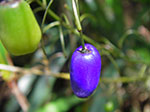 IMGP7673.jpg