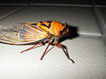 IMGP8310.jpg