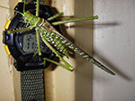 Photos
