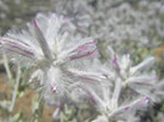 IMGP8436.jpg