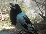 IMGP8452.jpg