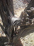 IMGP8477.jpg
