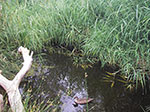 IMGP8507.jpg
