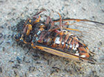 IMGP8542.jpg