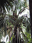 IMGP8742.jpg