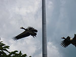 IMGP9072.jpg