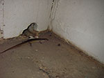 IMGP9131.jpg