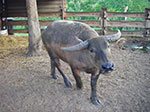 IMGP9132.jpg