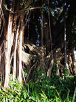 IMGP9373.jpg