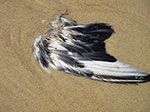 IMGP9719.jpg