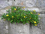 IMGP9784.jpg