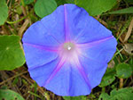 IMGP9839.jpg