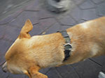 IMGP0945.jpg