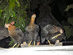 IMGP0980.jpg