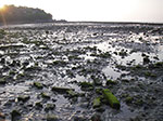 IMGP1245.jpg