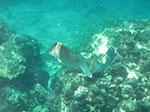 IMGP1656.jpg