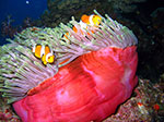PhiPhi-002.jpg