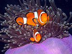 PhiPhi-003.jpg