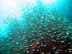 PhiPhi-026.jpg