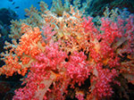 PhiPhi-032.jpg