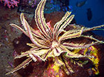 PhiPhi-044.jpg