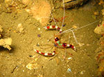 PhiPhi-048.jpg