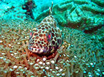 PhiPhi-065.jpg