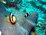 PhiPhi-066.jpg