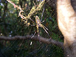IMGP0068.jpg