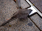 IMGP0130.jpg