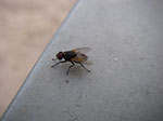IMGP0307.jpg