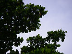 IMGP0444.jpg