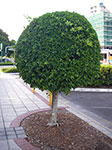 IMGP0811.jpg