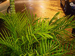 IMGP1008.jpg