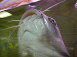 IMGP1135.jpg