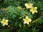 IMGP1167.jpg