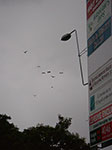 IMGP1342.jpg