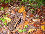 IMGP2113.jpg