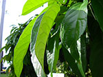 IMGP2180.jpg