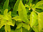 IMGP2422.jpg