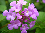 IMGP2423.jpg