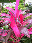 IMGP2563.jpg