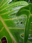 IMGP2729.jpg